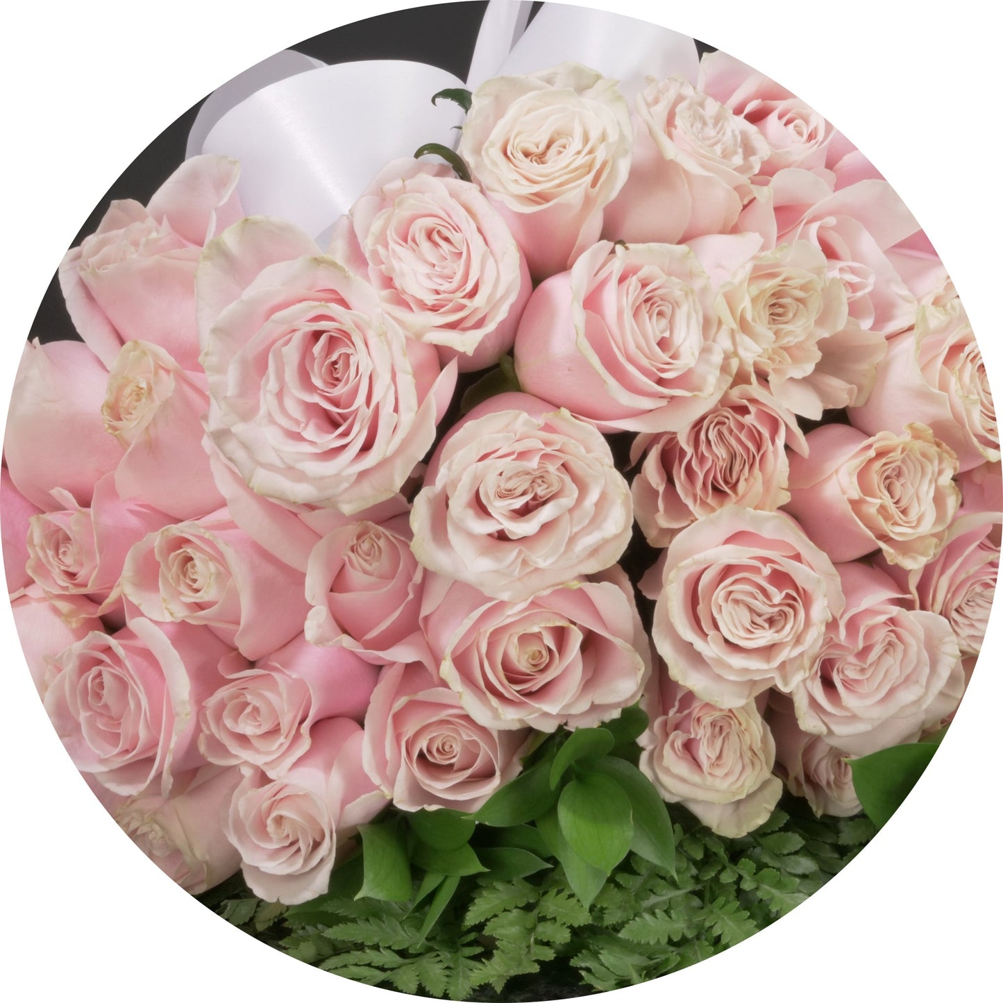 Blush Pink Roses