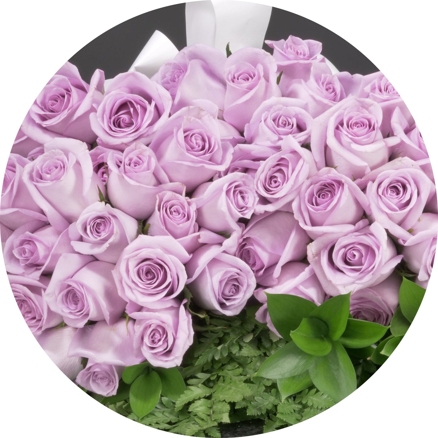 Lavender Roses