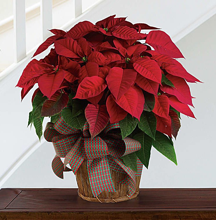 The Poinsettia
