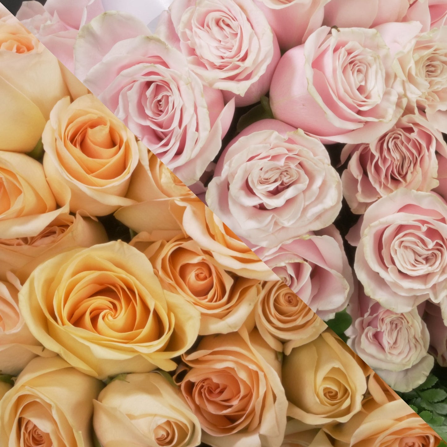 Peach & Blush Pink Roses