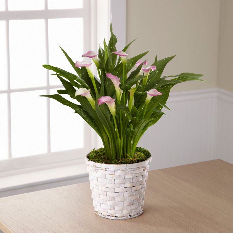Calla Lily Planter