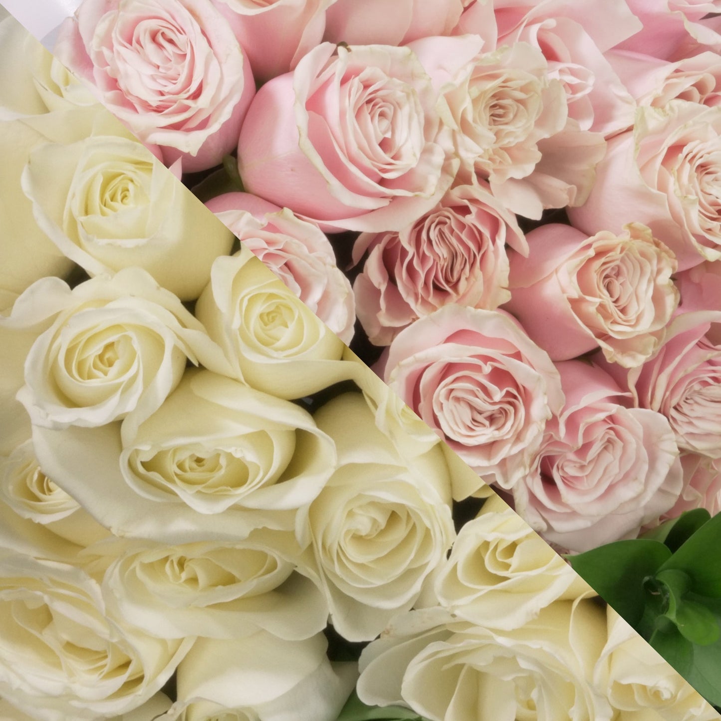 White & Blush Pink Roses