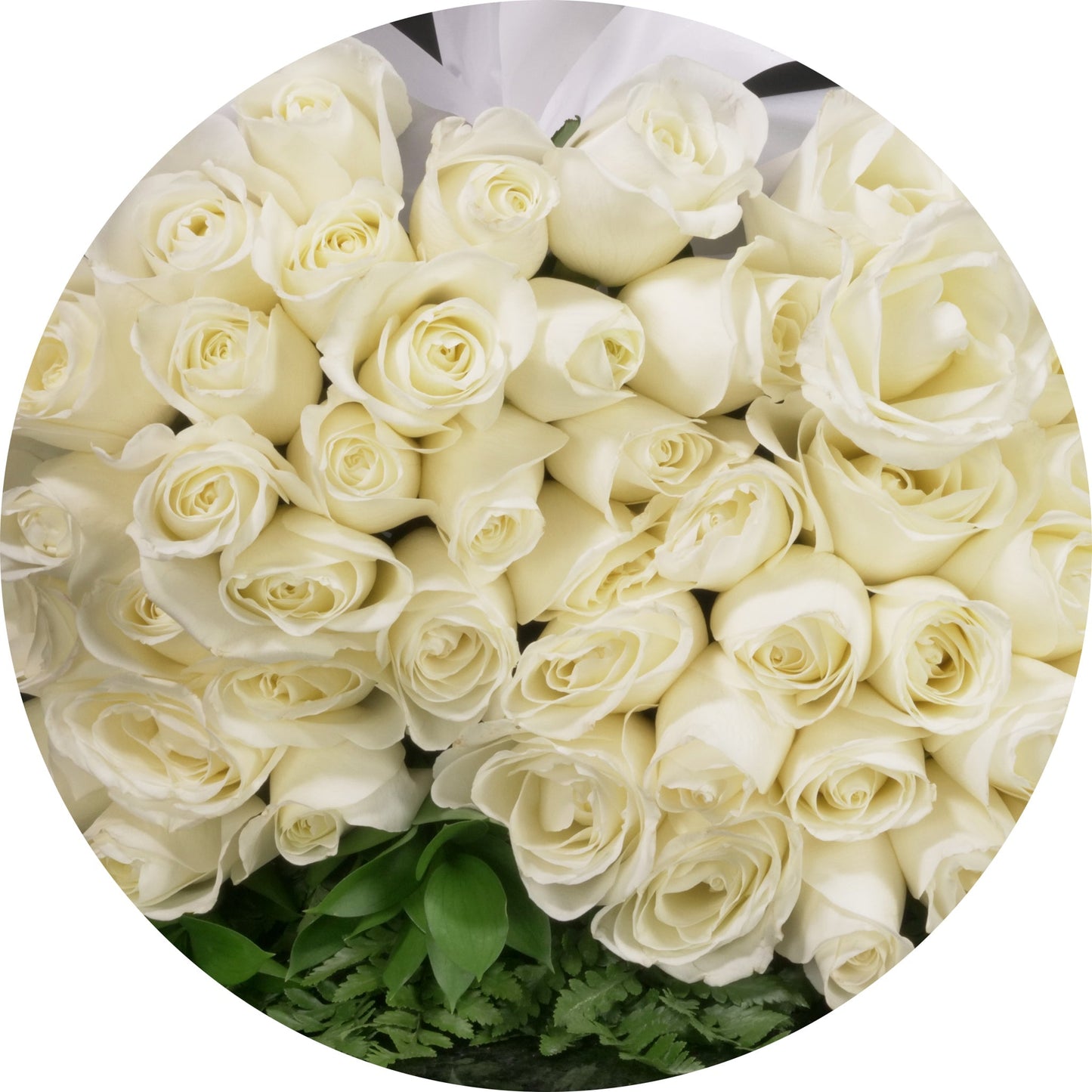 White Roses