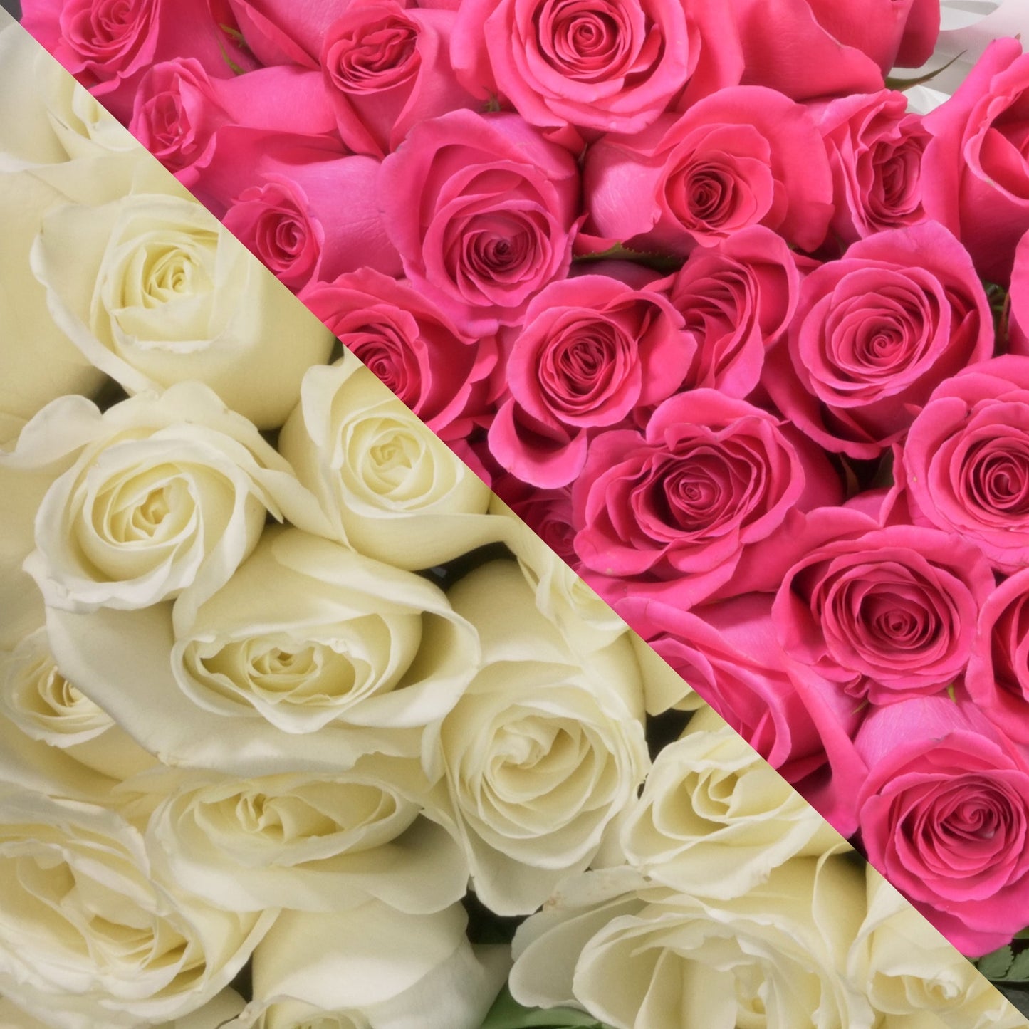White & Hot Pink Roses