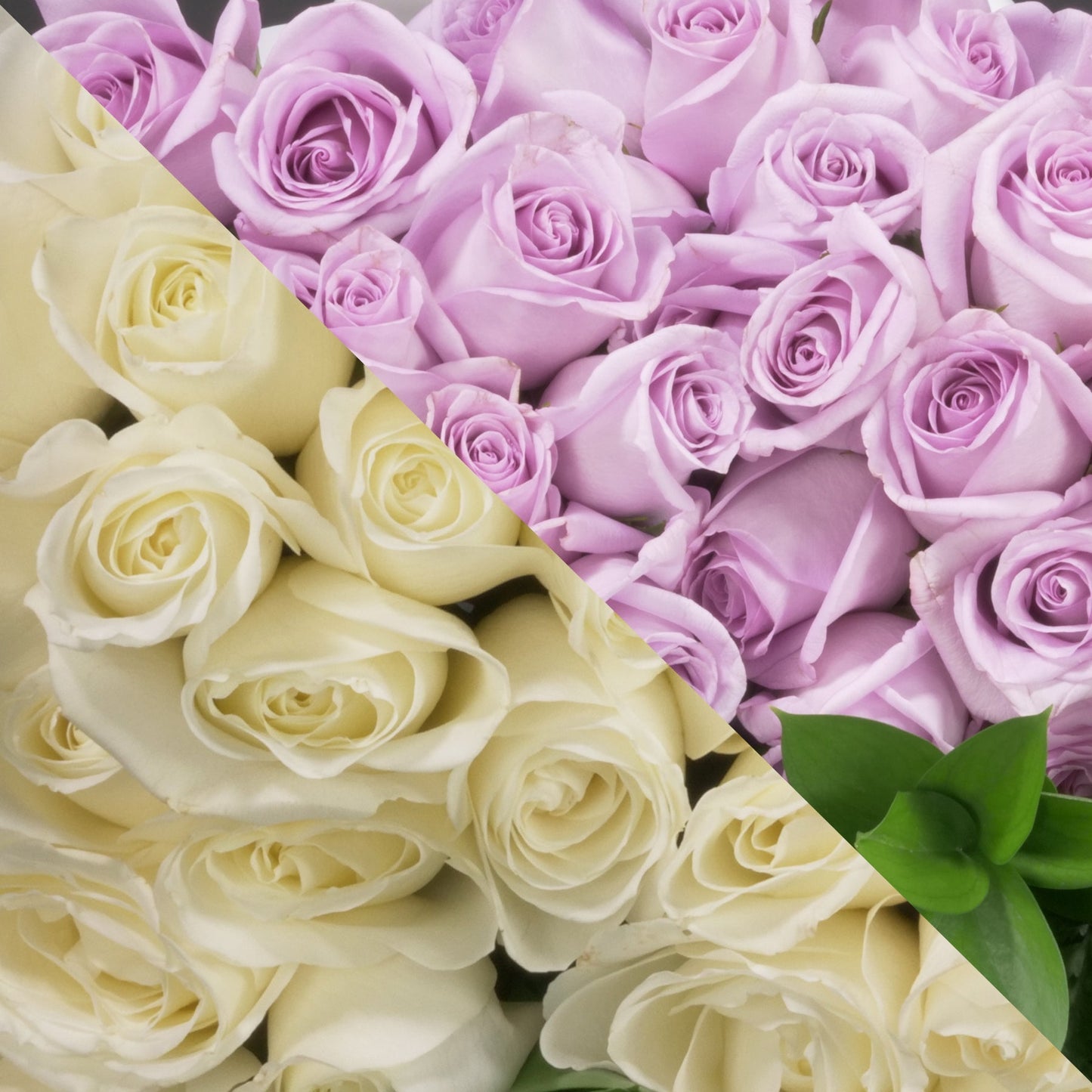 White & Lavender Roses