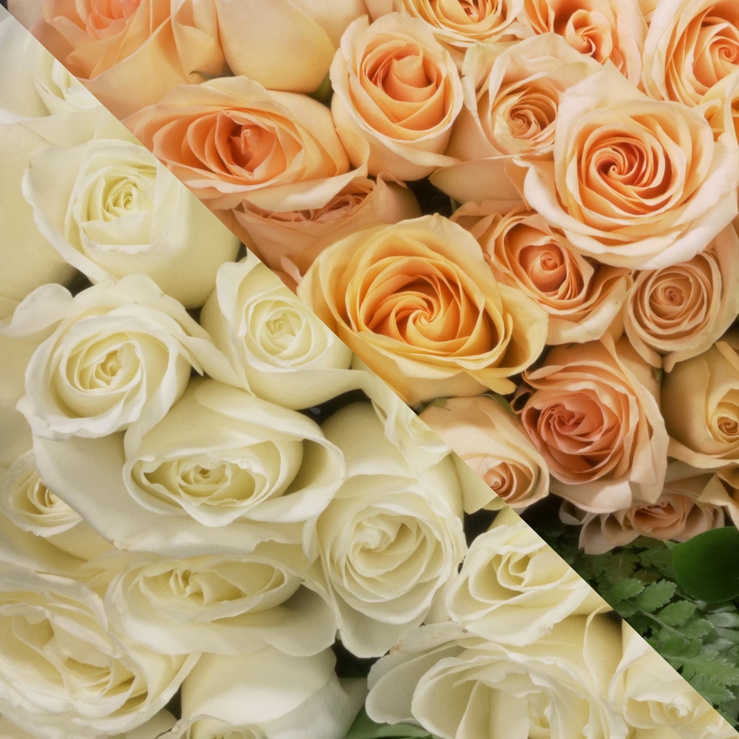White & Peach Roses