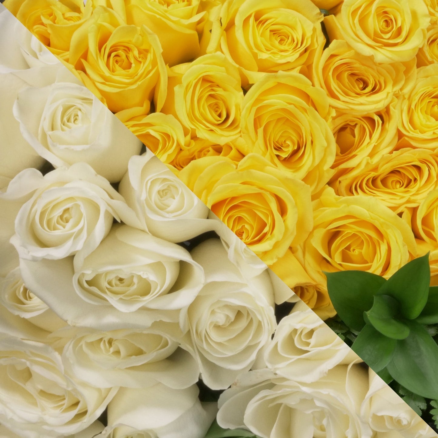 White & Yellow Roses