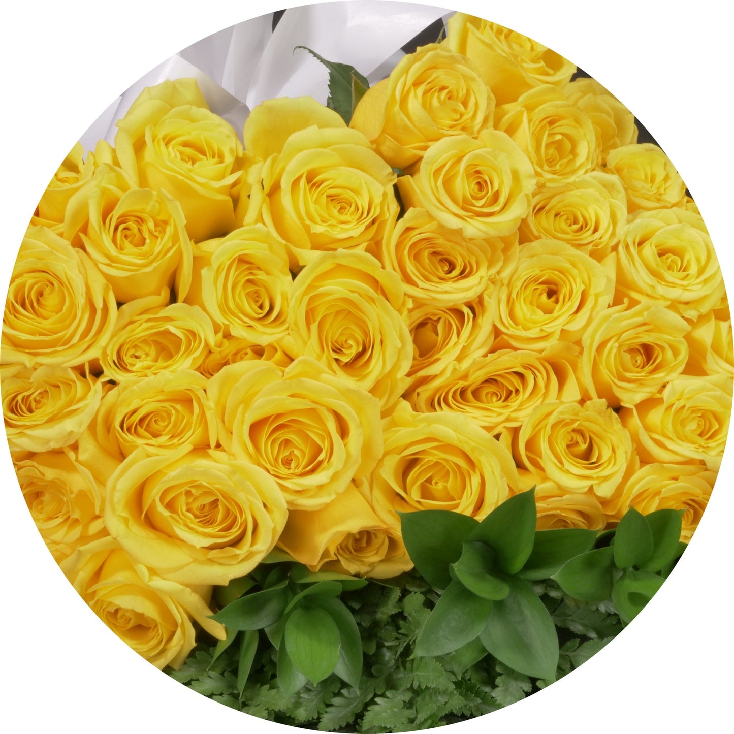 Yellow Roses