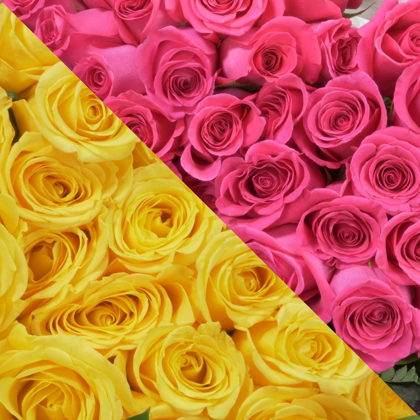 Yellow & Hot Pink Roses
