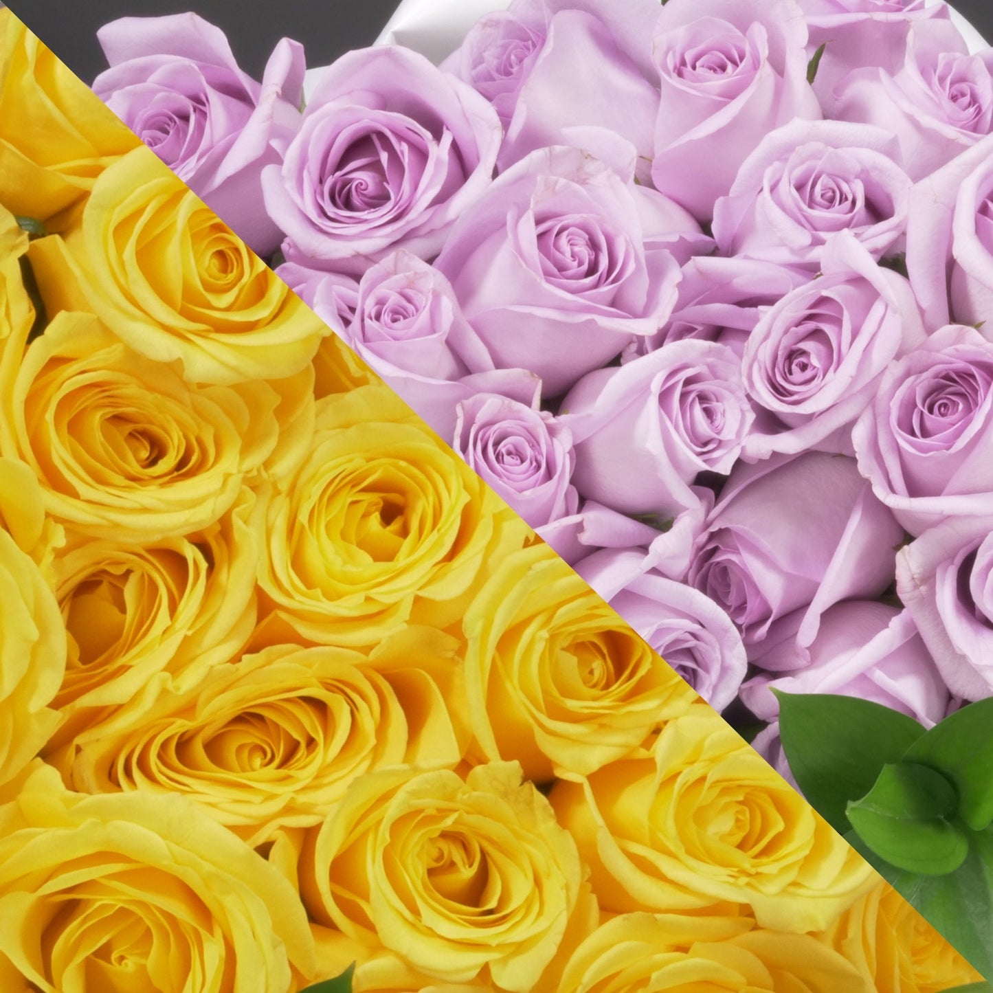 Yellow & Lavender Roses