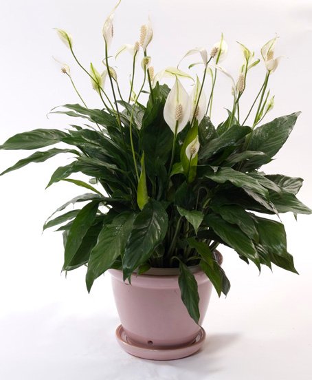 Peace Lily 