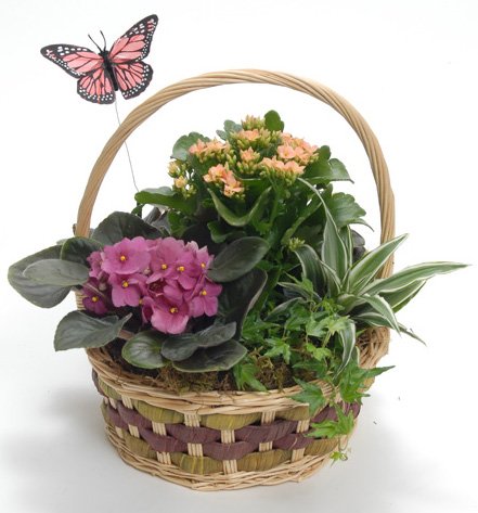 P-Serenity Basket