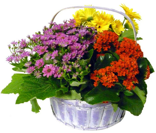 P-Spring Garden Basket