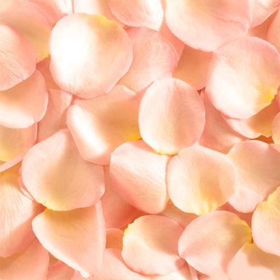 Fresh Peach Rose Petals