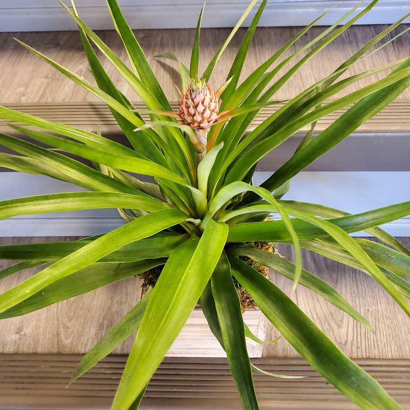 Pineapple Plant