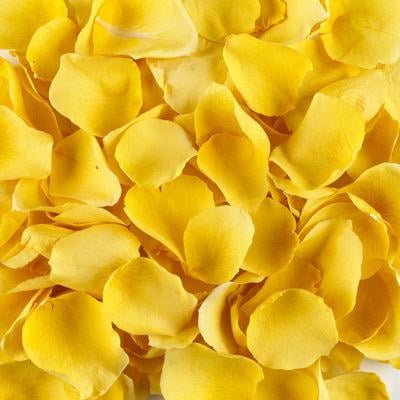 Fresh Yellow Rose Petals